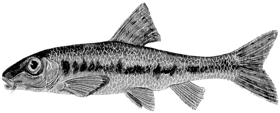 Gobio lozanoi_01.jpg